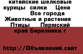 китайские шелковые курицы (силки) › Цена ­ 2 500 - Все города Животные и растения » Птицы   . Пермский край,Березники г.